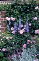 Rosa 'Constance Spry' and delphiniums - Mount Prosperous, Hungerford, Berkshire