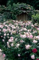 Rosa 'Sceptre'd Isle' in rose garden - Mount Prosperous, Hungerford, Berkshire
