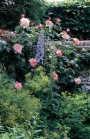 Climbing Rose with Delphinium - Mount Prosperous, Hungerford, Berkshire