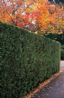 x Cupressocyparis leylandii hedge in November