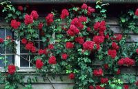 Rosa 'Paul's Scarlet Climber' growing on old outbuilding - Town Place, Sussex