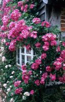 Rosa 'American Pillar' growing on house wall - Town Place, Sussex