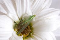 Chrysopidae - Lacewing