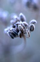 Foeniculum vulgare - Frosty Fennel seeds 