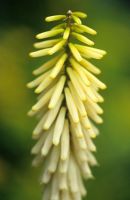 Kniphofia 'Little Maid' - Red hot poker