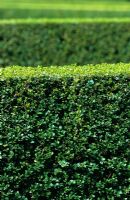 Clipped box hedging - Buxus