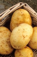 Solanum tuberosum - Potato 'Amandine'