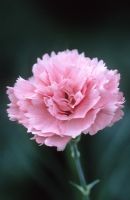 Dianthus 'Letitia Wyatt' - Carnation