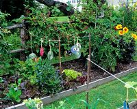 Timber edged vegetable garden with blackberries growing on fence and CDs to frighten birds 