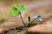 Aquilegia seedling growing in a crack in a paving stone