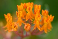 Asclepias tuberosa - Butterfly Weed 