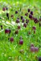 Fritillaria meleagris - Chequered Lily naturalised in meadow