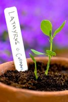 Lathyrus odoratus 'Cupani' - Sweet pea seedling in a terracotta pot
 
