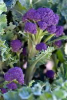Brassica - Purple Sprouting Broccoli