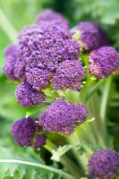 Brassica - Purple Sprouting Broccoli