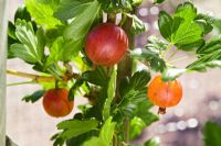 Ribes grossularia - Gooseberry 'Achilles'