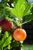 Ribes grossularia - Gooseberry 'Achilles'
 