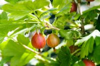 Ribes grossularia - Gooseberry 'Captivator'