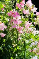 Lathyrus odoratus 'Pink Pleasure'