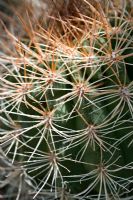 Echinocactus grusonii - Close up of Cacti spines 