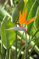 Strelitzia reginae - Bird of paradise Flower