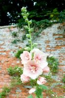 Alcea rosea - Hollyhocks at Cerney House Gardens, Gloucestershire