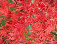 Acer palmatum 'Inaba-shidare' - Japanese Maple