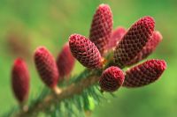 Picea likiangensis - Spruce 