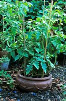 Cherry tomato plant in sunken terracotta pot vegetable garden