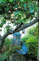 Bird feeders on apple tree in small London garden 