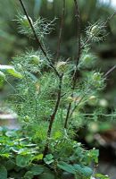 Nigella damascena 'Persian Mixed' seedheads with birch twigs as support grown in metal windowbox