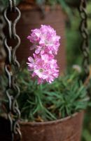 Armeria maritima 'Bevan's Variety' in tin can on shed