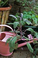 Salvia purpurea in pot with pale pink metal watering can
