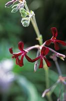 Pelargonium sidoides - South African herbal remedy alternative to anti-biotics