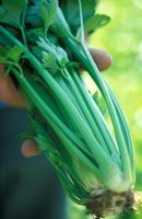 Celery - Apium graveolens