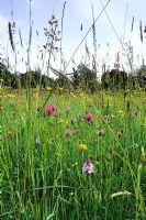The front meadow at Great Dixter with grasses, red clover (Trifolium pratense) and orchids.