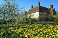 Spring garden with Narcissus - Daffodils and blossom in the orchard meadow at Great Dixter with house beyond