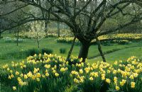 SPring garden with Narcissus - Daffodils and blossom in the orchard meadow at Great Dixter