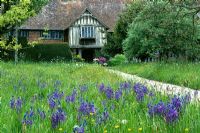 Camassia quamash in front meadow at Great Dixter with house beyond