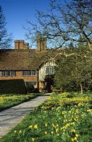 The front meadow at Great Dixter in spring with Narcissus pseudonarcissus. Paved Yorkstone path leading to house