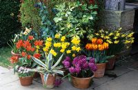 Arrangement of terracotta pots in front of the porch at Great Dixter. Agave americana 'Marginata', Cerinthe major 'Purpurascens', Pseudopnex lessonii 'Gold Splash', Hyacinths, Tulipa and Narcisssus