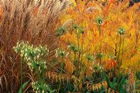 Agapanthus Loch Hope, Miscanthus sinensis 'Ferner Osten' and Rhus typhina 'Dissecta' - View of colourful Autumn border at Foggy Bottom, Bressingham