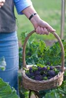 Woman holding basket of purple sprouting broccoli