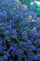 Ceanothus 'Puget Blue' - Californian Lilac