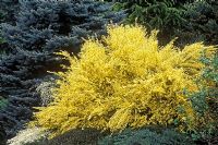 Cytisus x praecox 'All Gold' - Broom against a backdrop of conifers and other shrubs