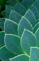 Euphorbia myrsinites

 