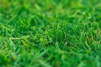 Close up of grass lawn 