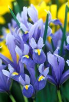 Iris reticulata 'Cantab' 