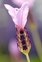 Lavandula pedunculata subsp. 'Lusitanica' subsp. pedunculata 'James Compton'