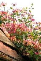 Lonicera x americana - Honeysuckle on the roof of a shed